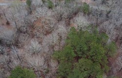 Slick Lizzard Rd, Nauvoo, AL 35578