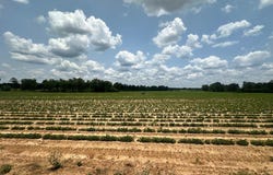 17 Acres J Saunders, Dothan, AL 36305