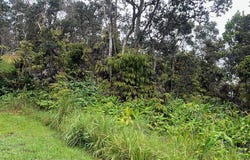 Volcano, HI 96785