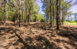 Burntfields Rd, Fulton, MS 38843