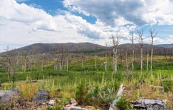 529 Quartz Rd, Bellvue, CO 80512