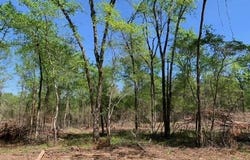 Tract 3 Coop Trail, Bismarck, AR 71929