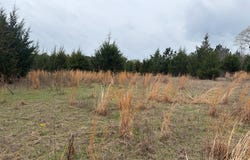 CR 1243, Linden, TX 75563