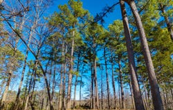 Malberg Road lot: 3, Cabool, MO 65689