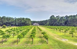 311 Grapevine Rd, Nashville, GA 31639