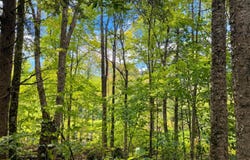 Montgomery Heights Road, Montgomery, VT 05470