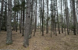 5th St SE, Cook, MN 55723