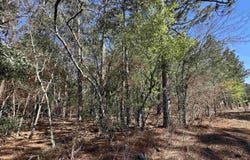 217 Mimosa Drive, Gaston, SC 29053