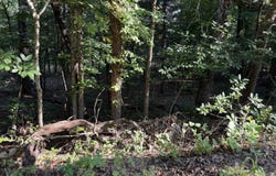 Cedar Lane, Rockaway Beach, MO 65740