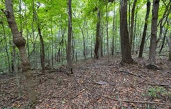 State Route 534, Symsonia, KY 42082