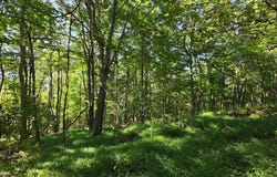 BLACK WALNUT Road, COMMODORE, PA 15729