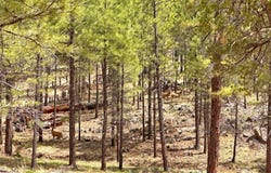 PAR 007H Chevelon Rd, Heber, AZ 85928
