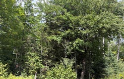 On Schwilk Road, Glidden, WI 54527