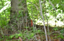 7.50ac Beauchamp Rd, Burkesville, KY 42717