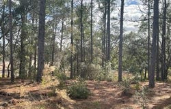 Malauka Cir, Ocklawaha, FL 32179