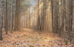 Bob Cat Trail, Dunlap, TN 37327