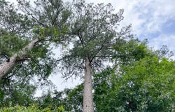 FM 2937/Old Arco Road, Silsbee, TX 77656
