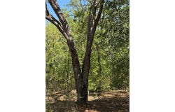 NE 107TH COURT, BRONSON, FL 32621