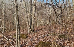 MAGNOLIA LN, HOLLADAY, TN 38341