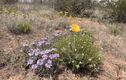 N Valladolid Drive lot: 3969, Douglas, AZ 85607