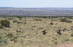 150 County Rd. N 6100, St Johns, AZ 85936