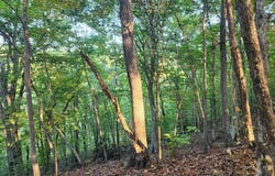 River bottom Ln, Concord, VA 24538