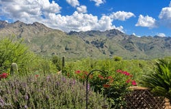 6887 E Via Vigna, Tucson, AZ 85750