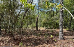 LADY BUG Lane, Melrose, FL 32666