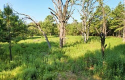 1087 CR 318, San Augustine, TX 75925
