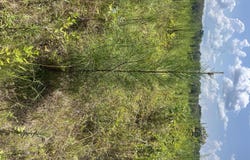 Jack Loftin, Oak Vale, MS 39656