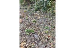 Moore Road, Mountain Grove, MO 65711