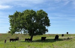 0042 E 4500 Road, Pawnee, OK 73061