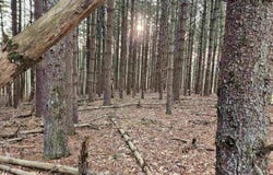Sawmill Hill Road, Willis, VA 24380