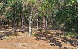 Lockhart, Pittsburg, TX 75686