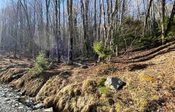 135 Lakeledge Circle, Beech Mountain, NC 28604