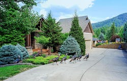 2175 E PACKSADDLE Dr, Coeur d'Alene, ID 83815