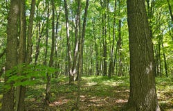 Off CTH S lot: 3, Phillips, WI 54555