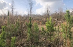 Tommy Ford Road, Utica, MS 39175
