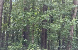 Sr 1916 & 1917, Aurora, NC 27806
