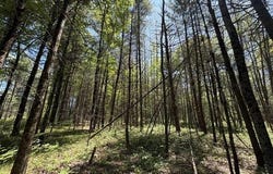 V/L US-10, PLEASANT PLAINS TWP, MI 49642
