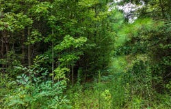 Double Pond Trail, Hayden, AL 35079