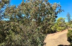 221 El Faisan Drive, San Rafael, CA 94903