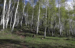 MS Road, Glade Park, CO 81522