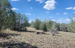 385 W Edgewood Drive, Williams, AZ 86046