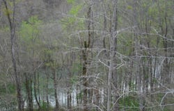 2520 Riverton Rd, Jamestown, TN 38556
