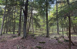 Irvine Run Rd, Youngsville, PA 16371