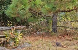 Ferguson Road, Harleton, TX 75651