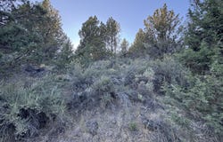 Shasta, Sprague River, OR 97639