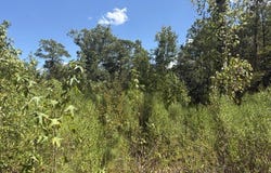 Camp Oliver Rd, Adger, AL 35006