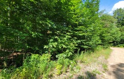 Beechnut Ln lot: 223, Wolverine, MI 49799